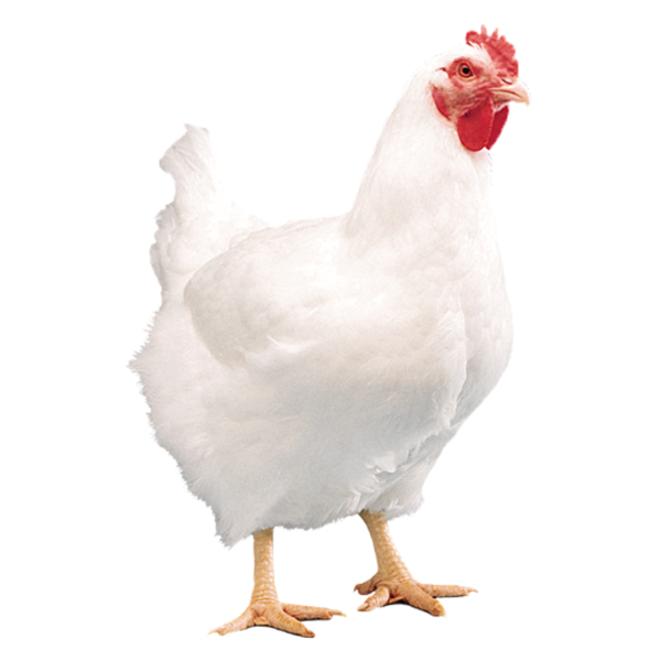 Live Broiler Chicken