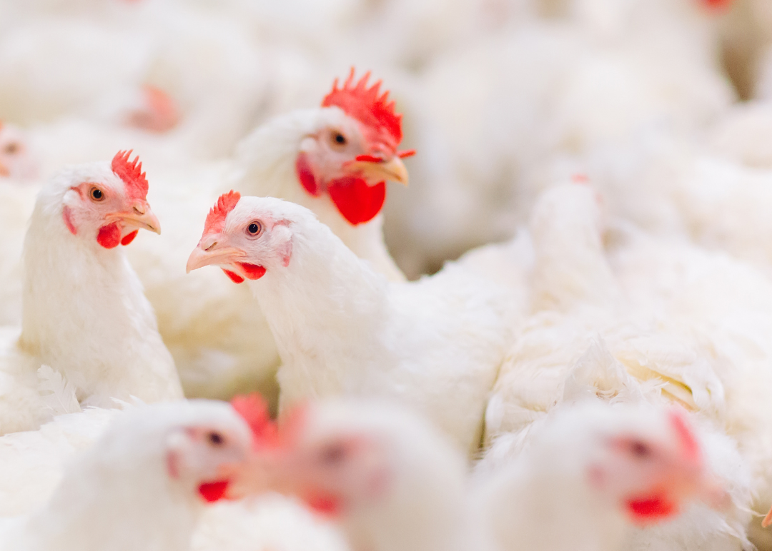Live Broiler Chicken