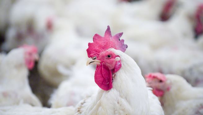 Live Broiler Chicken
