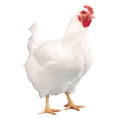 Live Broiler Chicken