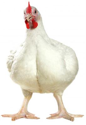 Live Broiler Chicken