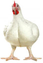 Live Broiler Chicken