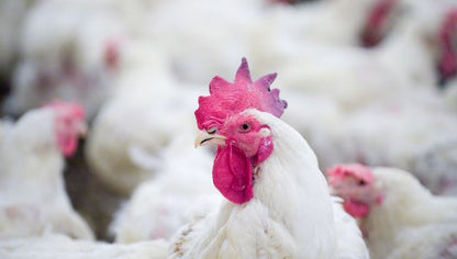 Live Broiler Chicken