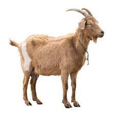 Live Goat